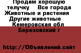 Продам хорошую телучку. - Все города Животные и растения » Другие животные   . Кемеровская обл.,Березовский г.